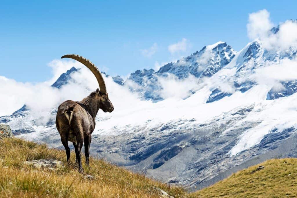 hautarzt chur graubuenden main